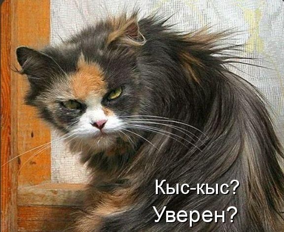 Дура шерстяная