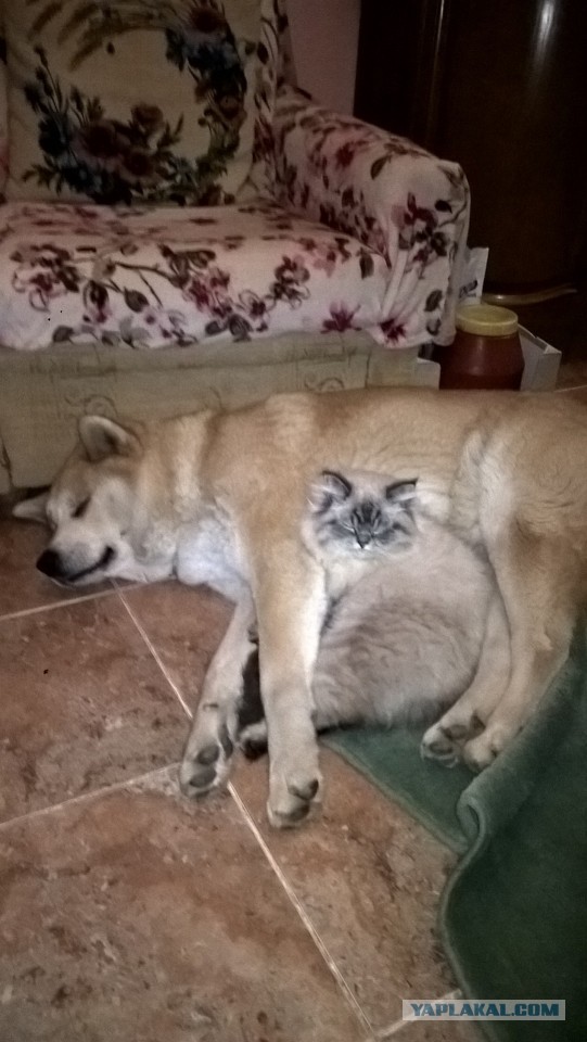 Котовторник. Добавляйте своих