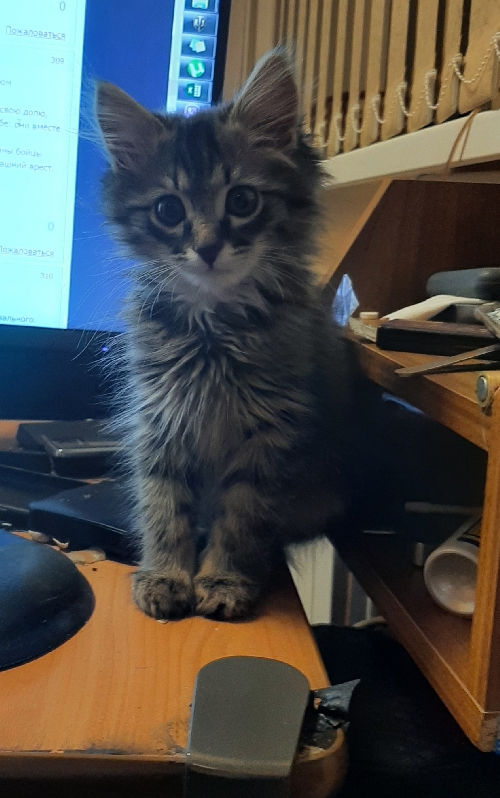 Домик для котейки