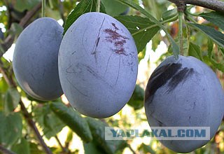 Соус Ткемали