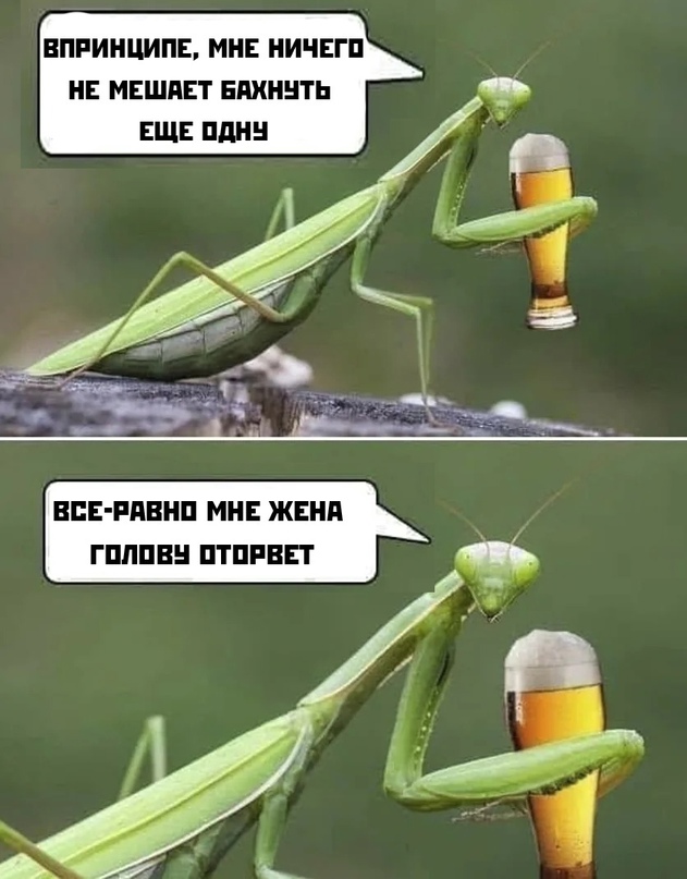 Весёлый полтишок 31.08
