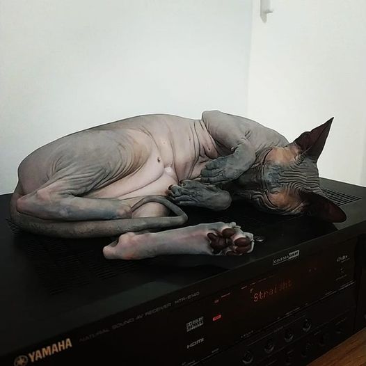 Котовторник 28.09.21