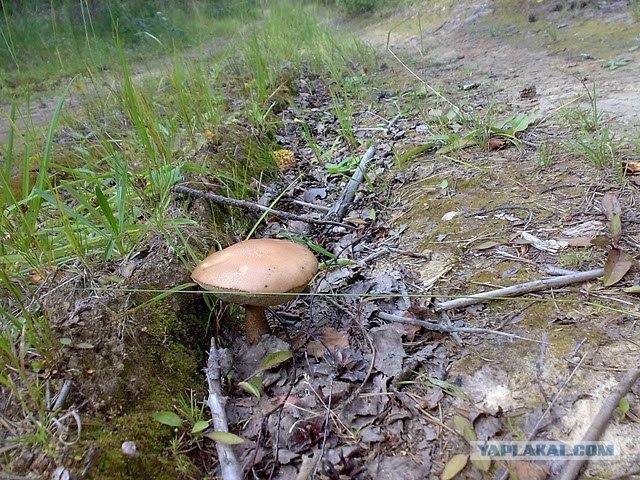 Моя Карелия