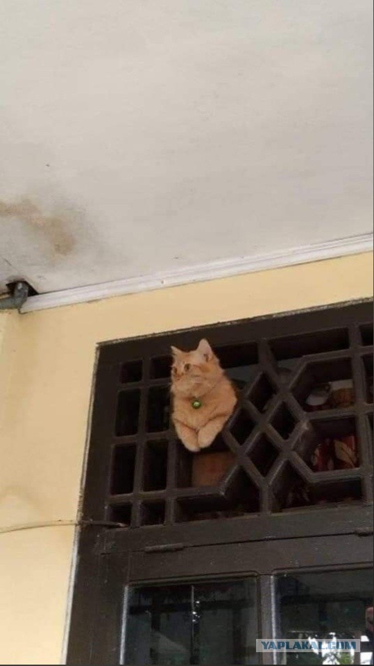 К котофторнику