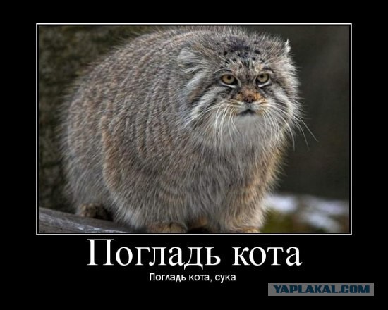 КОКС-1001.2