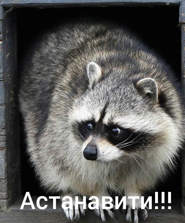 Енот нашёл себе бесплатное такси