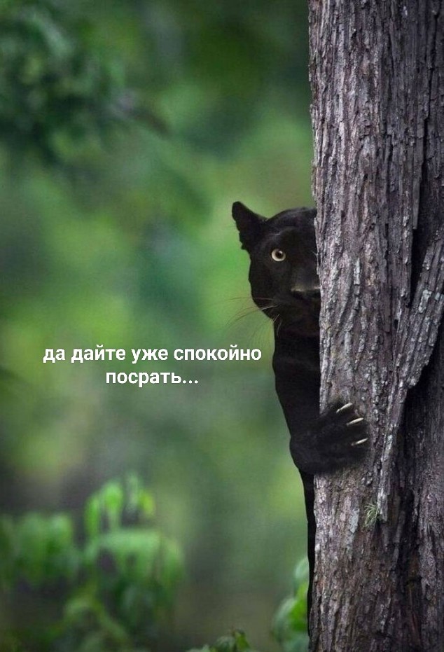 В Индии сфотографировали самую стеснительную пантеру — фотограф следовал за ней несколько недель ради нескольких кадров