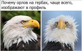 Юмор в картинках и без
