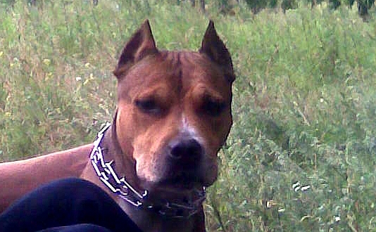 Посвящается противникам бойцовских пород