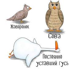 Так выглядят гуси во время линьки в тундровой зоне