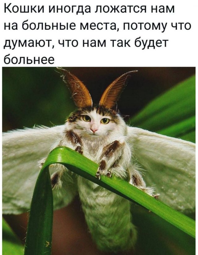 Так себе картинки 27.10.24