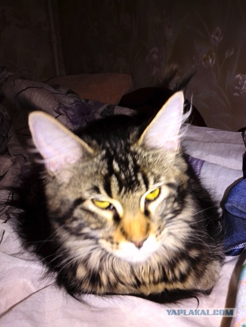 Немного о  Мейн Куне.