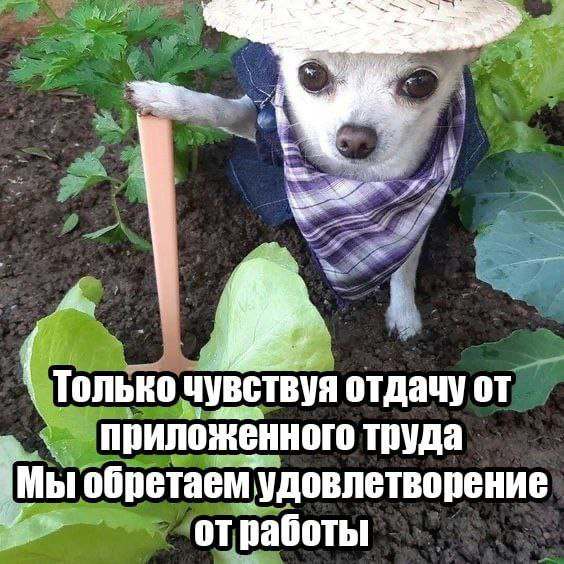 Весёлый полтишок 06.06.25