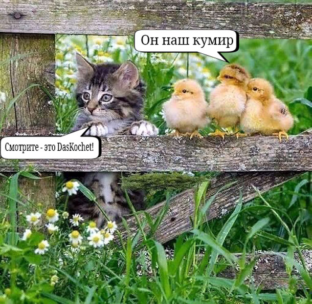 Типичный пост Кочета на ЯПе