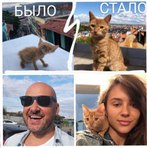 Американец забрал домой бездомную кошечку из Египта