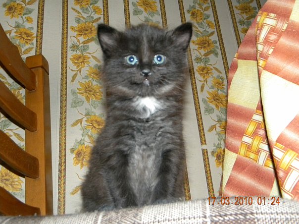 Черненький