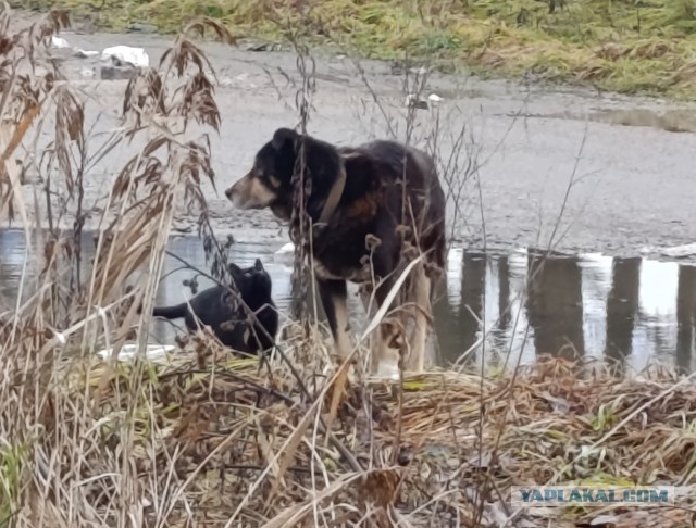 И пошли они до городу Парижу.
