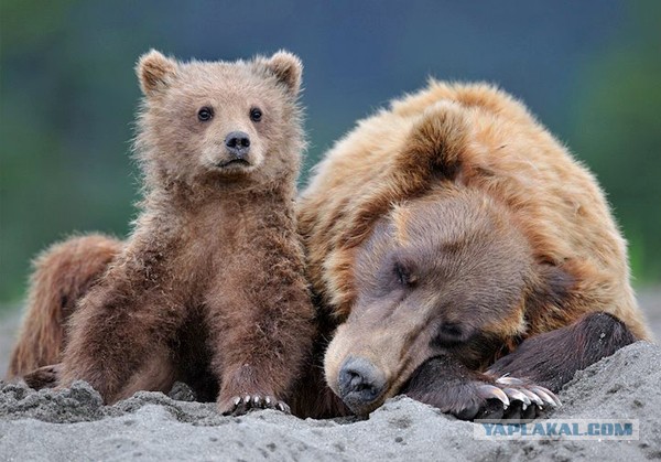 7 интересных фактов о медведях