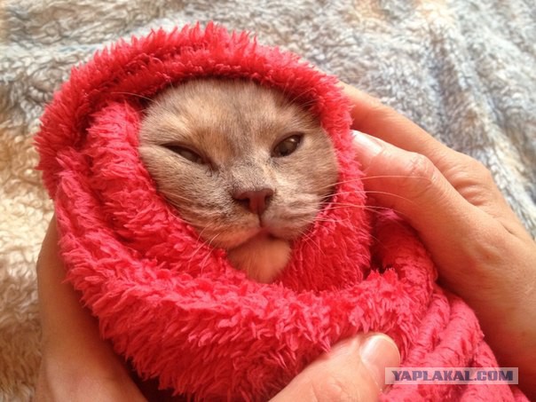 Котовторник 4.02.2014