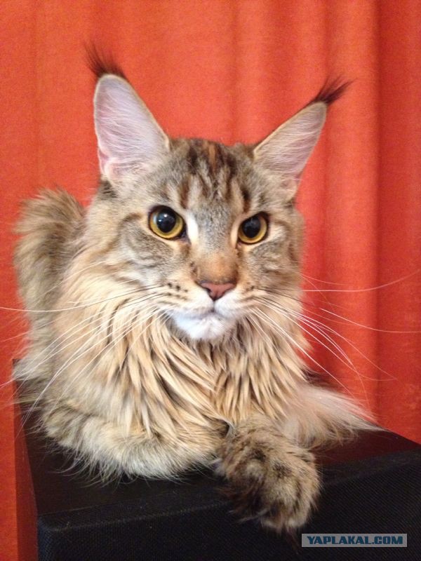 Котовторник 25.02.2014