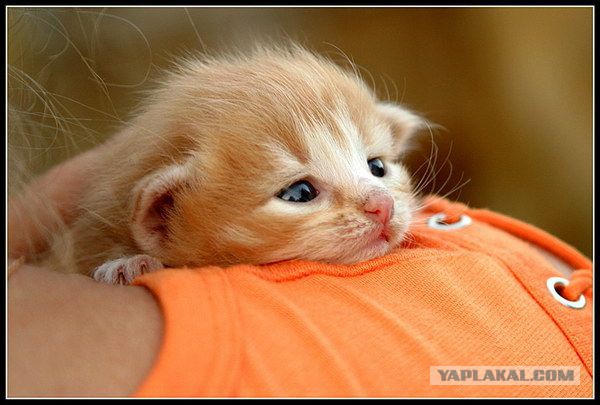 А раньше были котики...