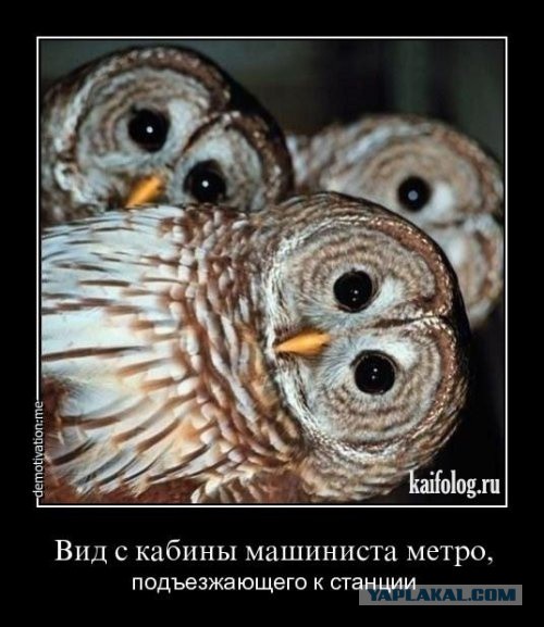 Весёлые картинки. Разбавим будни