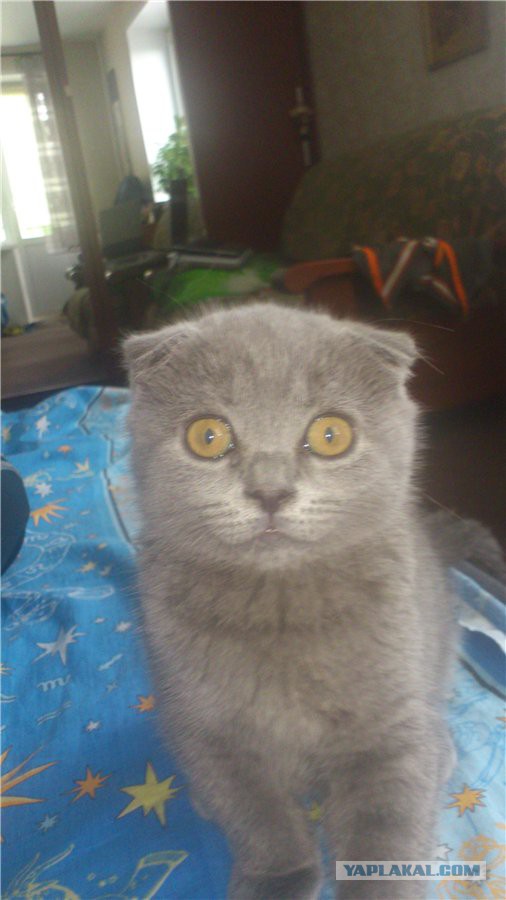 Котовторник 02.09.2014