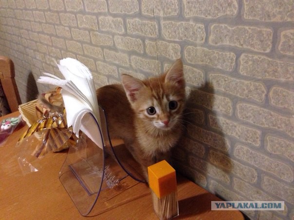Котовторник 7.10.2014