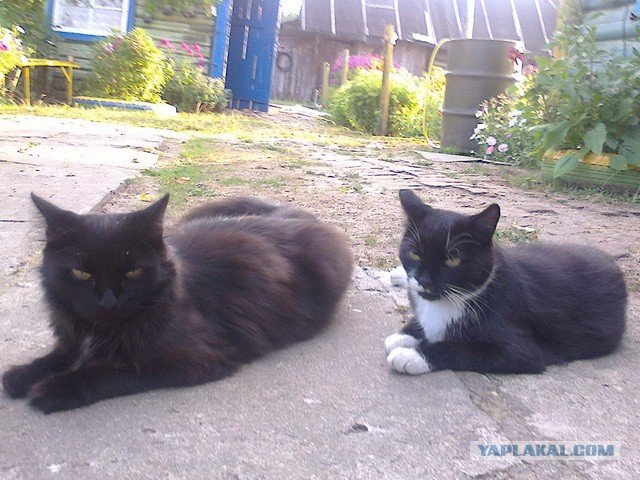 Котовторник 9.12.2014