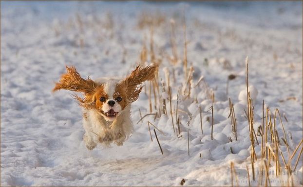 И немного о дрессировке
