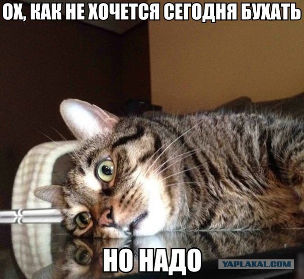 Коварные животные и их планы
