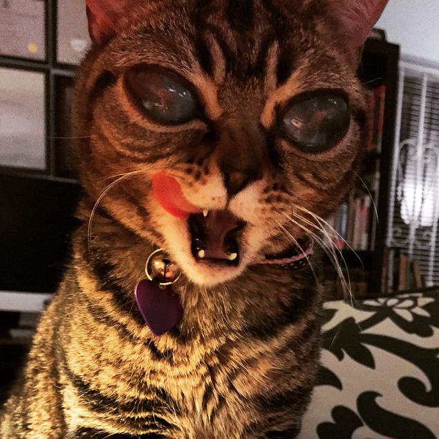 Кошка-инопланетянка