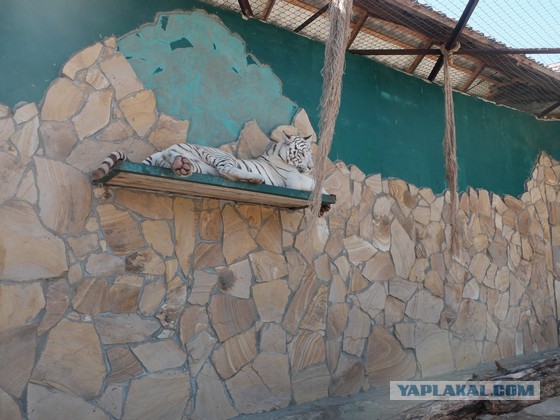 Парк львов Тайган, Крым