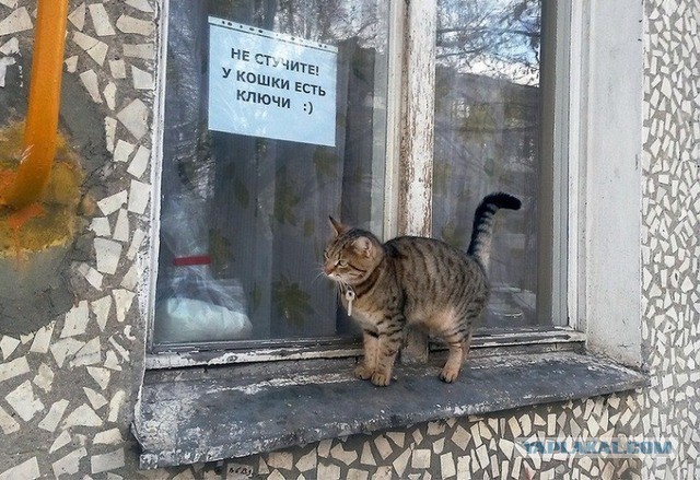 Народные перлы