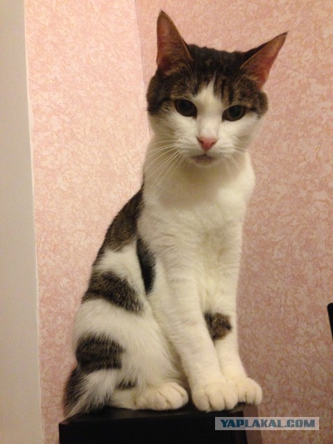 Новогодний котовторник,05.01.16.
