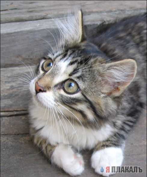 Коты, кошки, котята