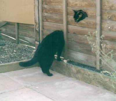 Коты, кошки, котята