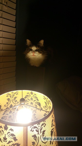 Дурак и прохаванная баба