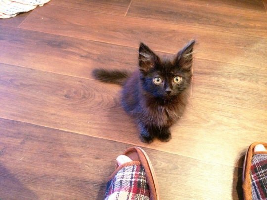 Коты из сети