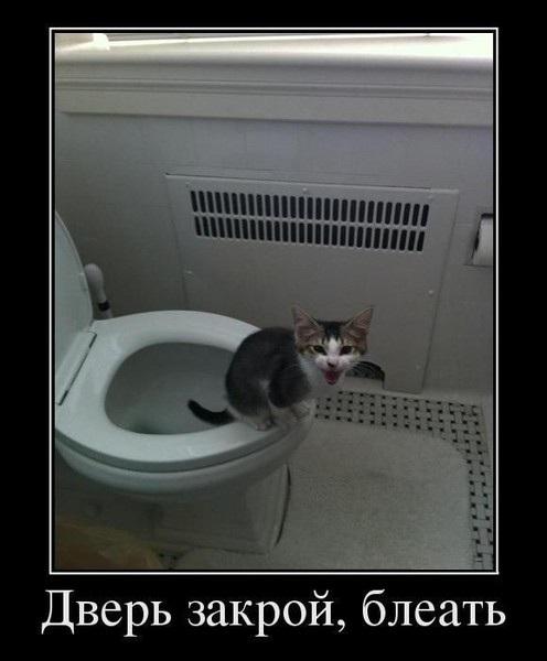 Коты из сети