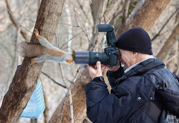 Самые смешные животные
