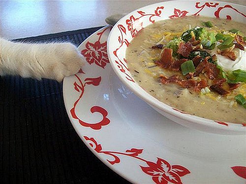Коты и Кошки