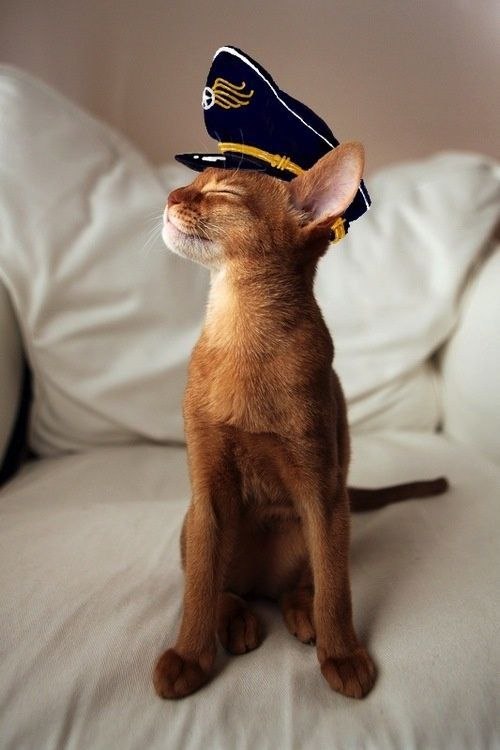 Коты и Кошки