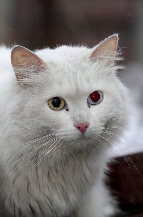 Коты и Кошки