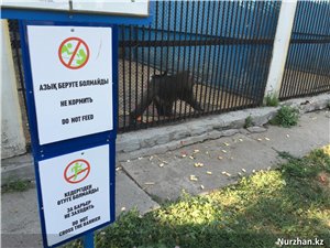 Животных не кормить!