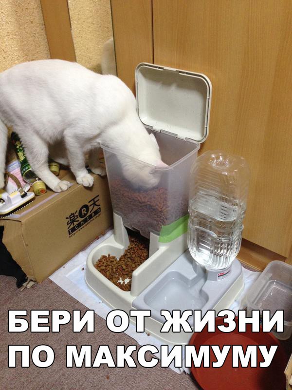 Коты и Кошки