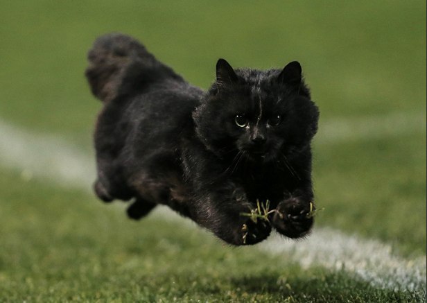 Коты и Кошки
