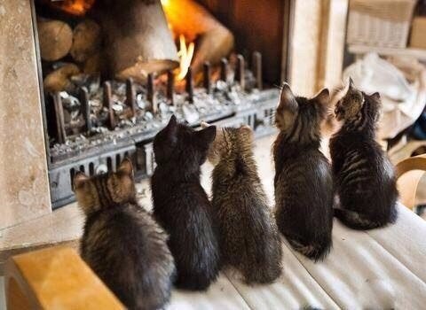Коты и Кошки