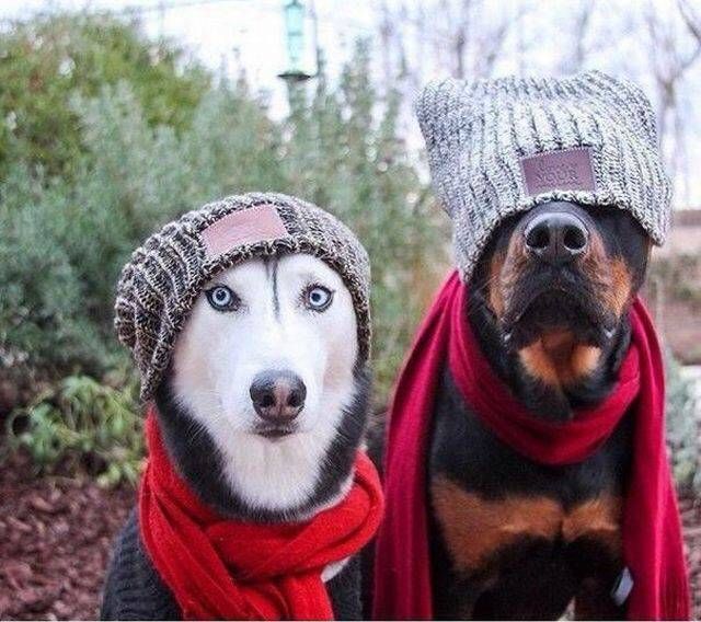 Подборка забавных животных