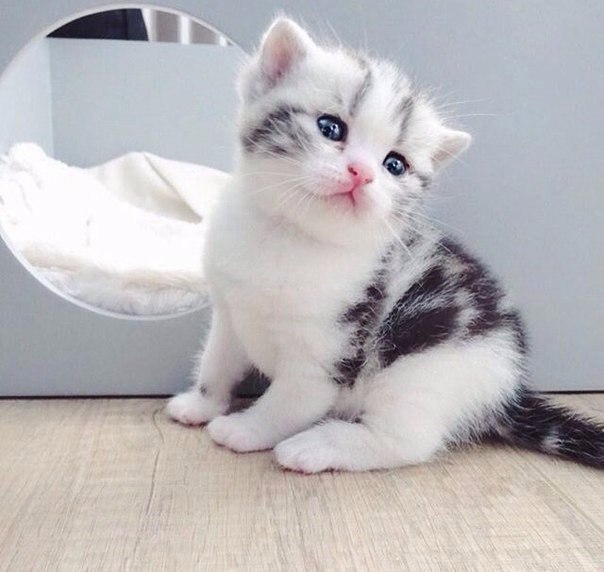 Коты и Кошки